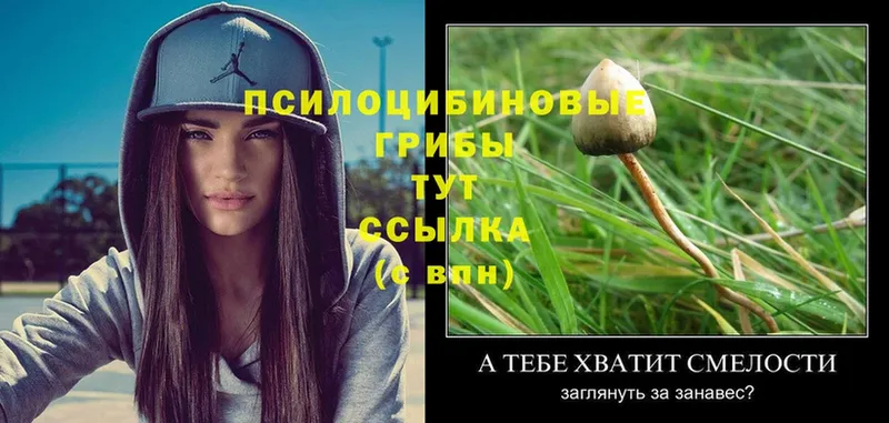 Псилоцибиновые грибы Magic Shrooms  Валуйки 